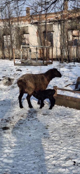 Продажа овець гісарів