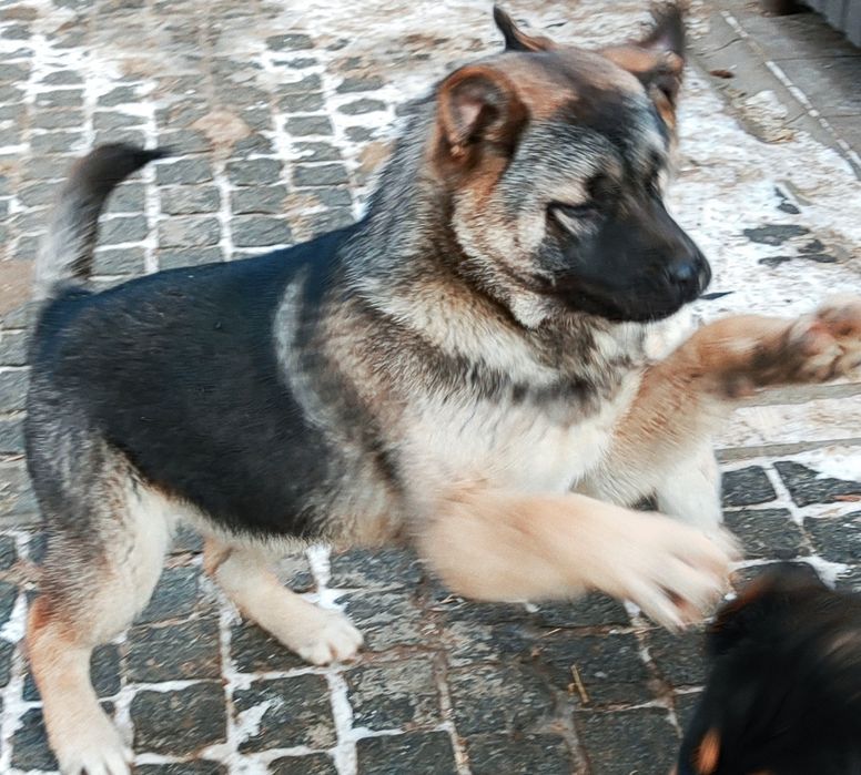 Дівчинка - 3 місяці