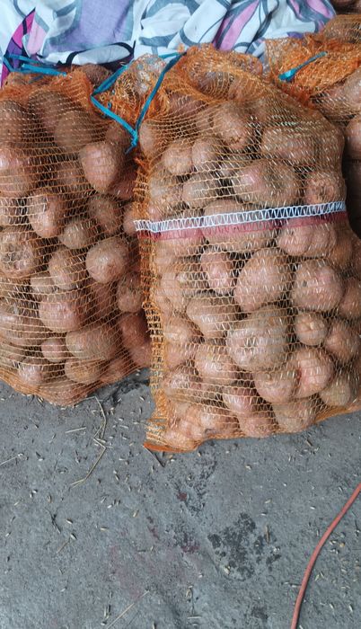Sprzedam czerwone ziemniaki