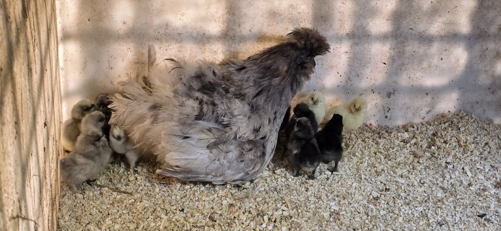 Perus e Sedosas do Japão