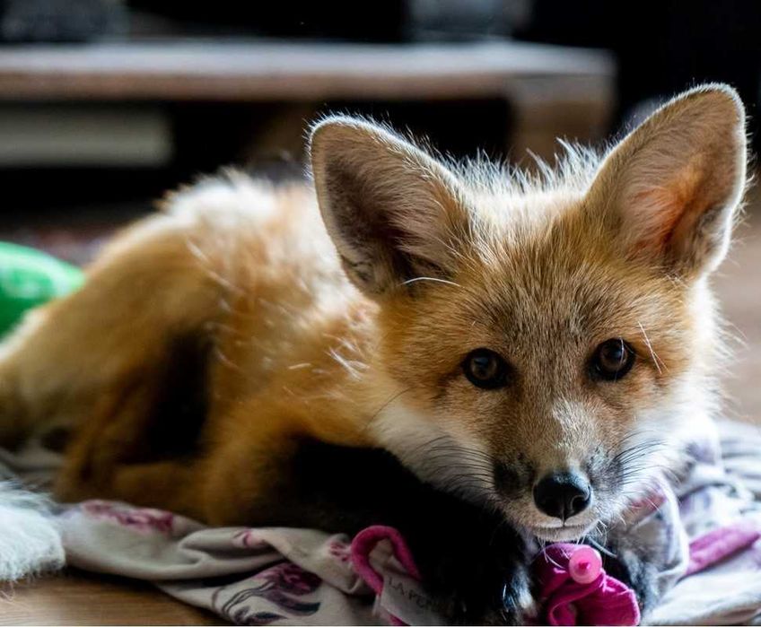 Lis, lisek domowy, lisy hodowlane rude, Red REZERWACJA 2026