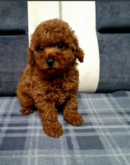 Хлопець той пудель.очаровашка.