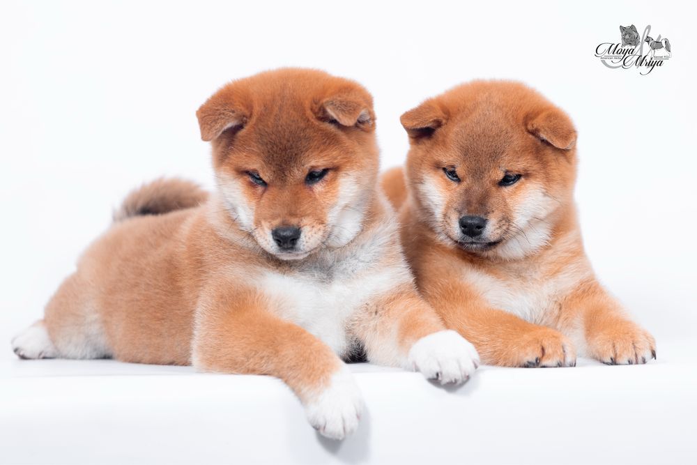 Шиба іну / шиба ину /сіба / сиба/  Shiba inu