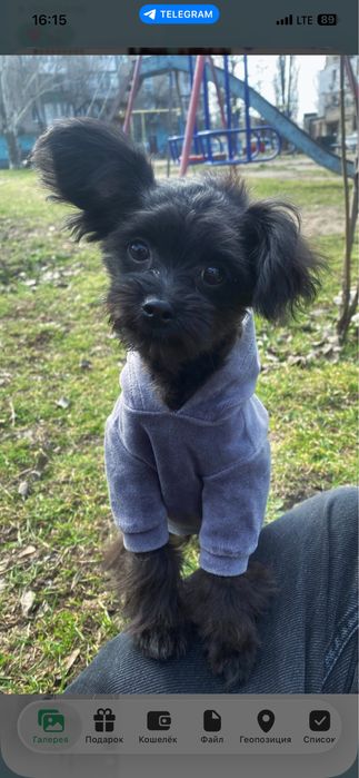 Мальти пу 4 месяца