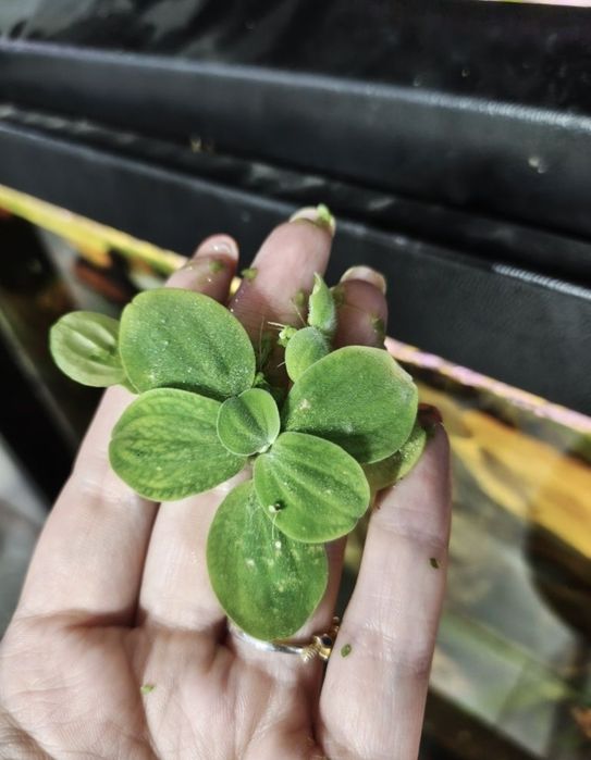 Roślina plywajaca pistia