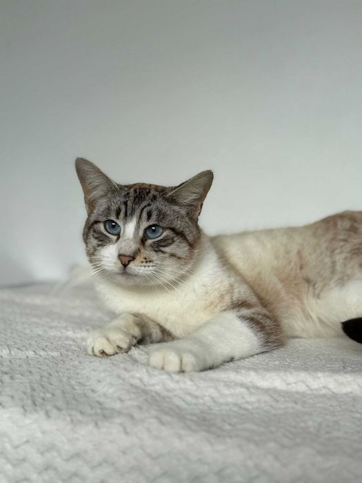 Gato para adoçao (Tareco)