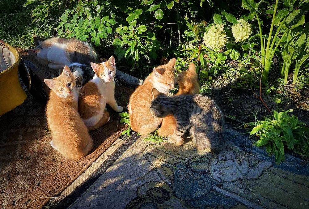 Чудові кошенята на прилаштування