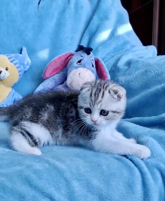 Scottish Fold кошенята Львів