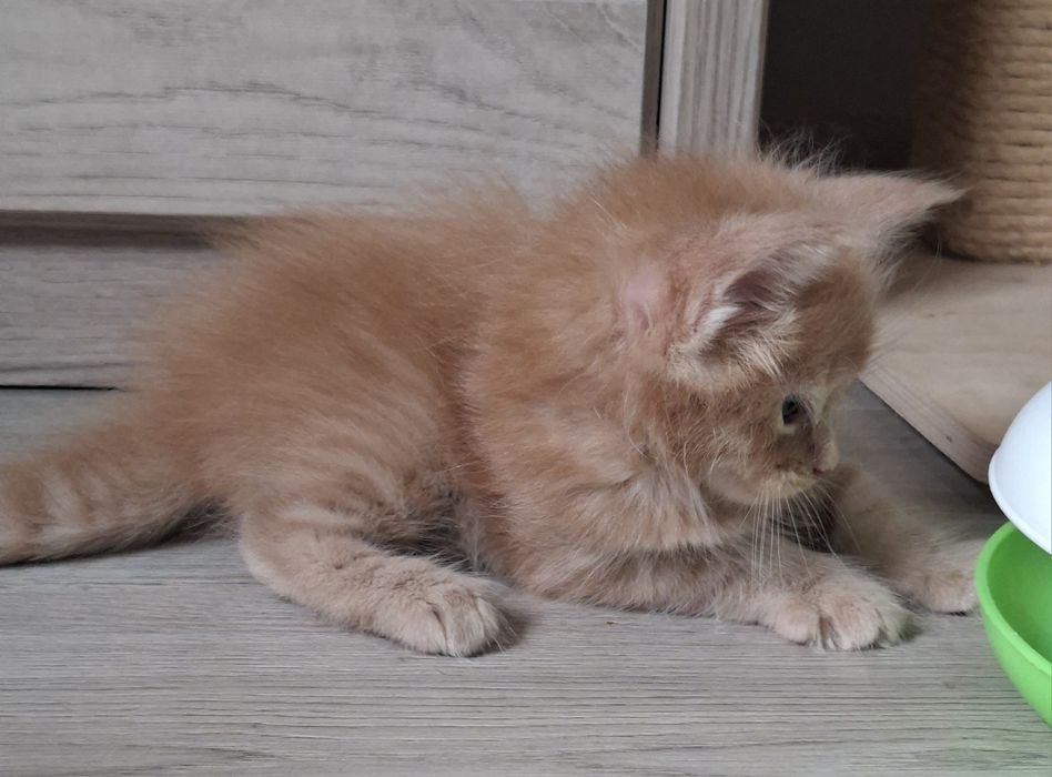 Rudy kocurek Maine Coon
