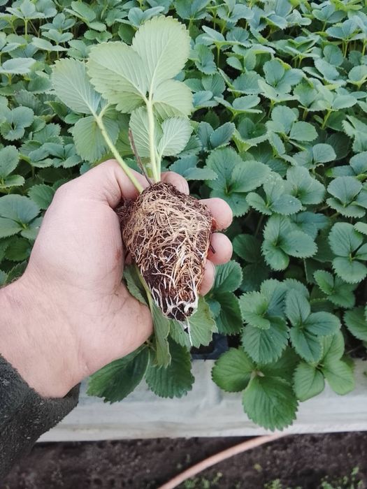 Касетна Розсада полуниці Румба