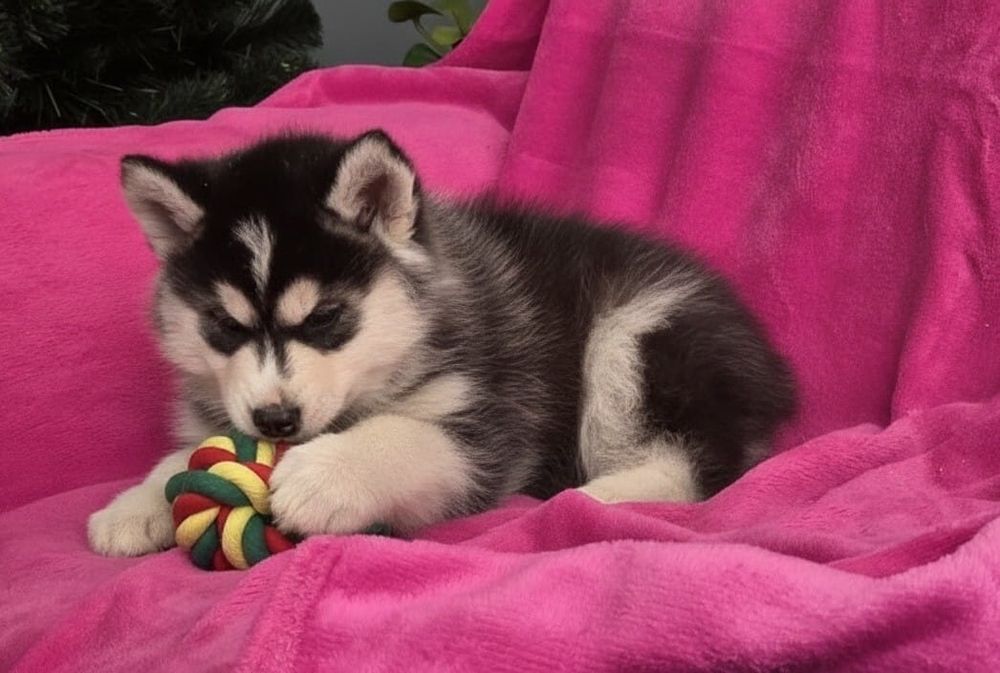 Siberian Husky-małe piękności!