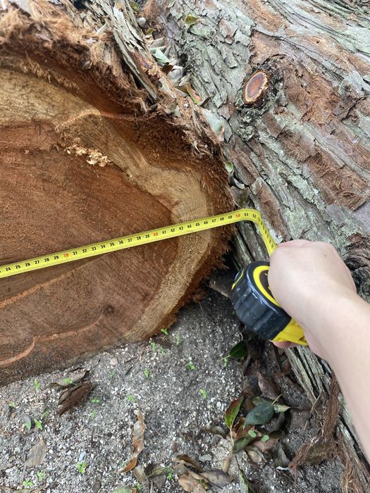 Troncos de Madeira Rara Sequoia Redwood com 60 Anos
