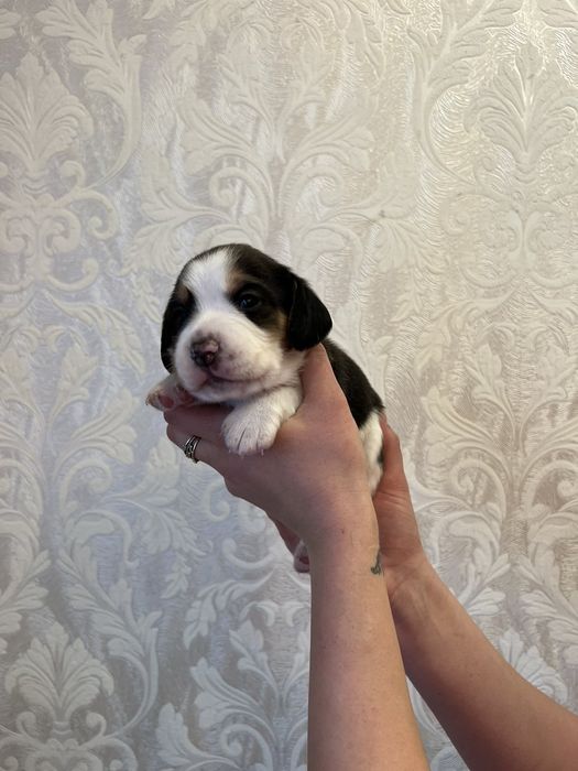 Щенки бигль готовые к переезду