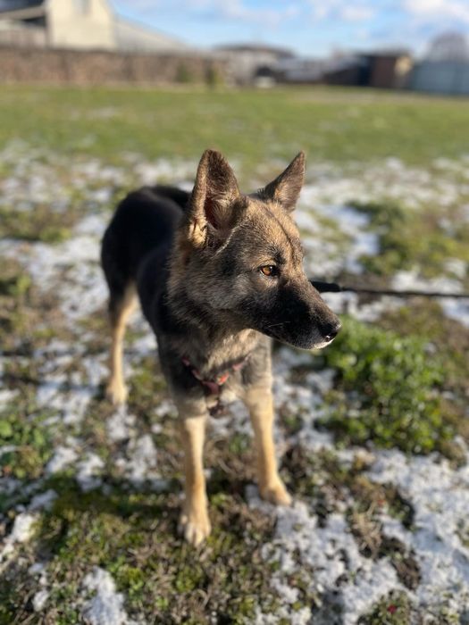 Suri sunia do adopcji