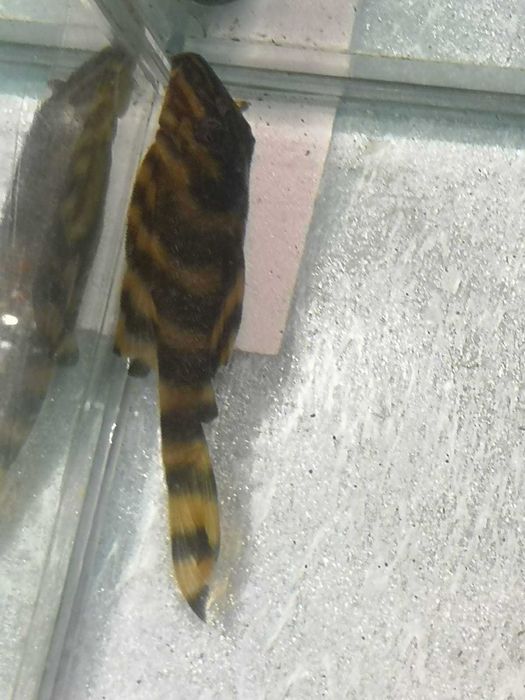 Zbrojnik L398 (Panaqolus Tankei)