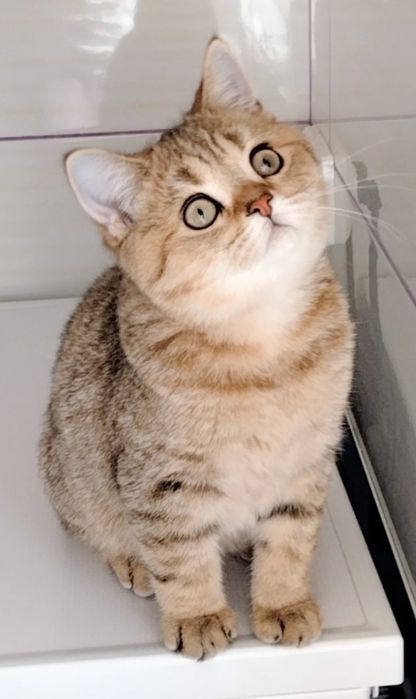 Кот,золотая шиншилла ,на вязку.