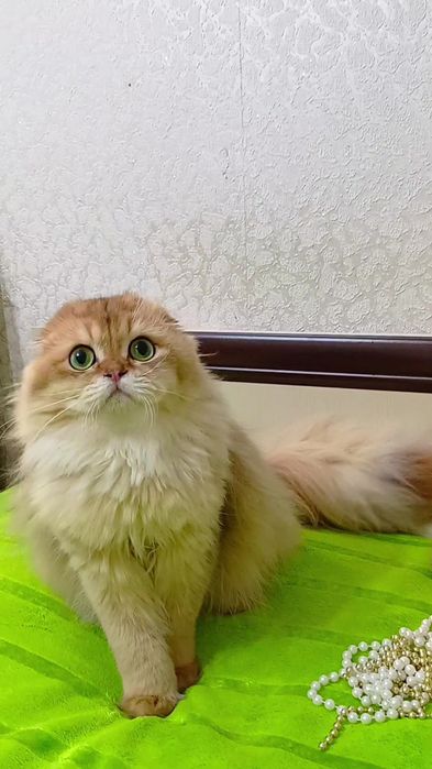 Нереально красивый котик золотая шиншилла