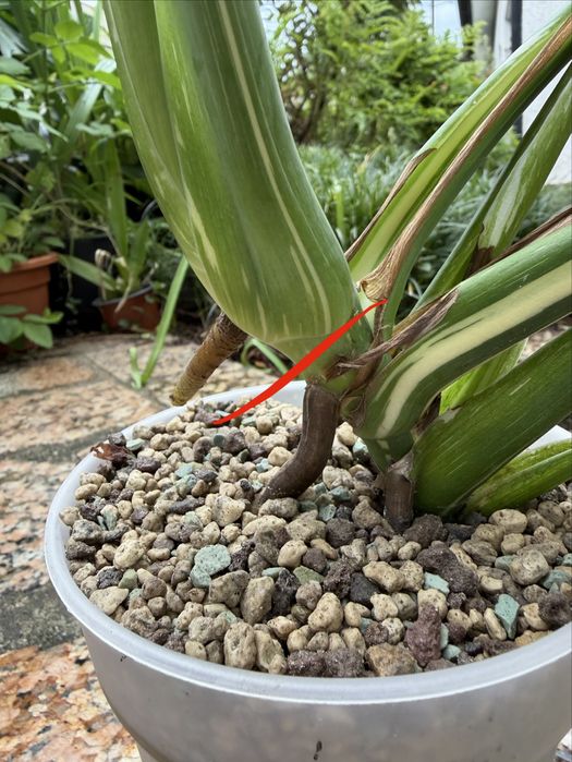 Corte de Monstera Thai Constellation