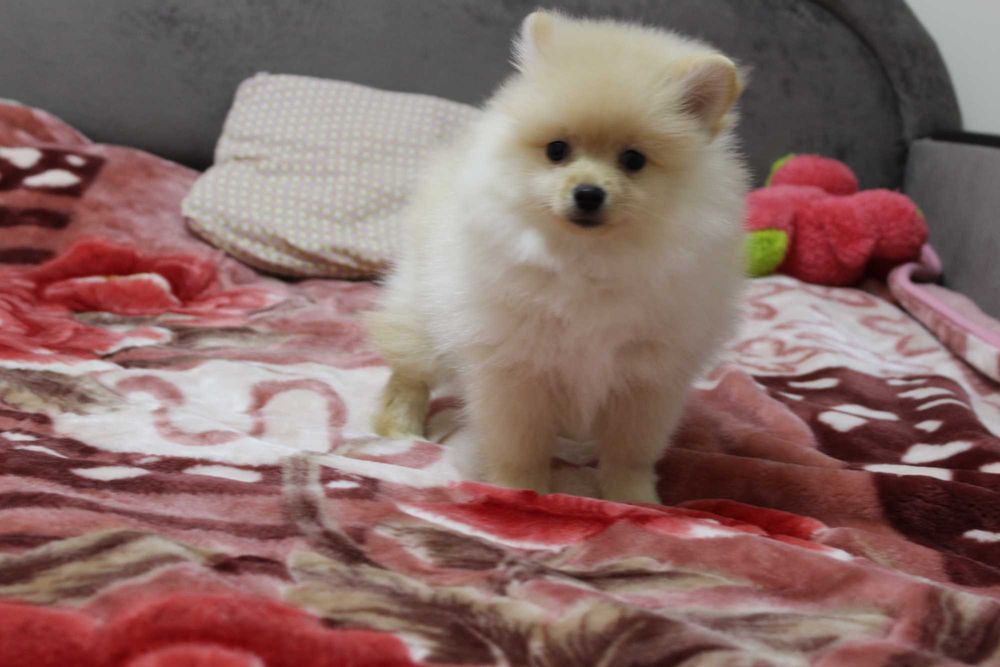 Хлопчики померанчики від 2 місяців.