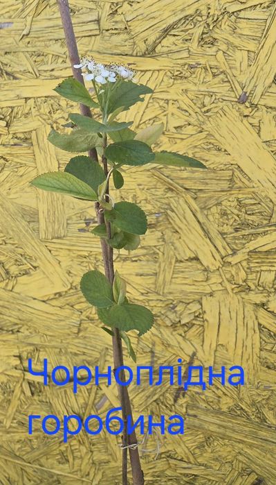 Продаються рослини в горшечках: Бузок білий махровий і фіолетовий напівмахровий, Чорноплідна горобина, Чебрець запашний грунтопокривний, Жимолость шап