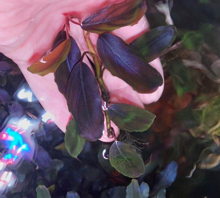 Bucephalandra  Red Serenade