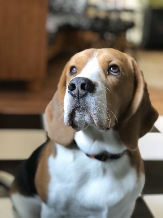 Бігль шукає наречену