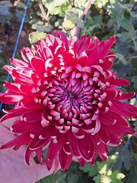 Хризантема Регалія Бордо черенок