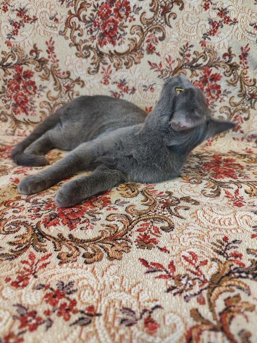 Кошеня хлопчик 5 місяців