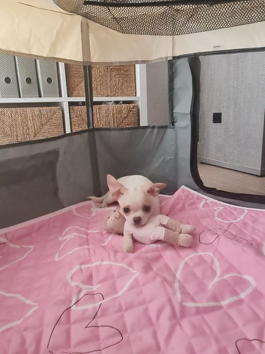 Estupendo menino mini Chihuahua Linhagem Russa de Qualidade
