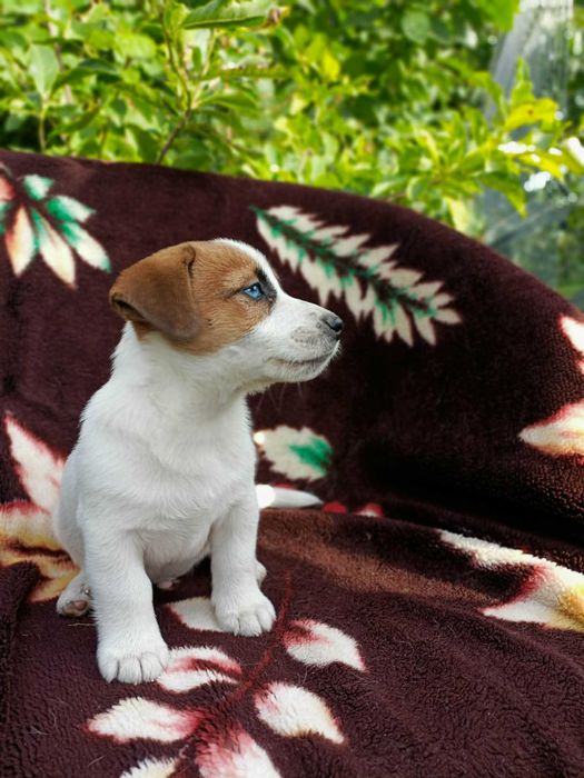 Wzorcowy Jack Russell terrier piękna budowa rodzice FCI