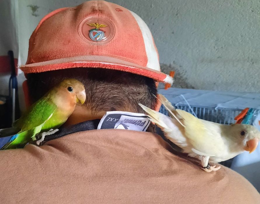 Ola lindos passarinhos para cedência