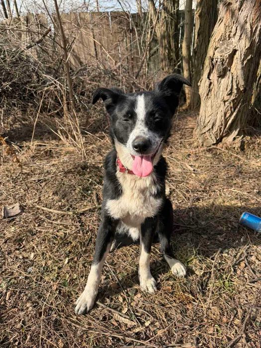 Молодий песик шукає сім'ю