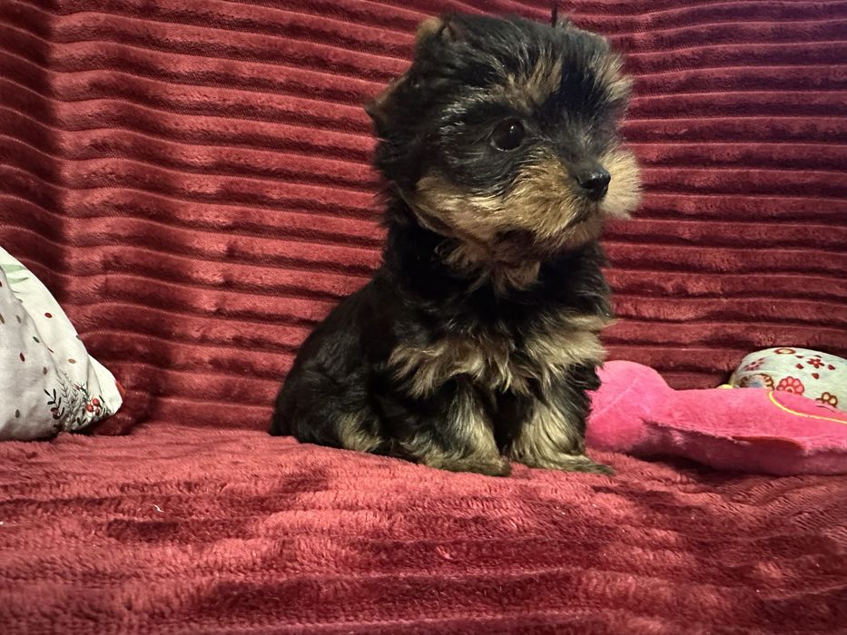 York Terrier  piesek