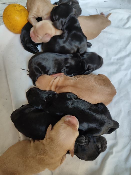 Спаниельки продажа