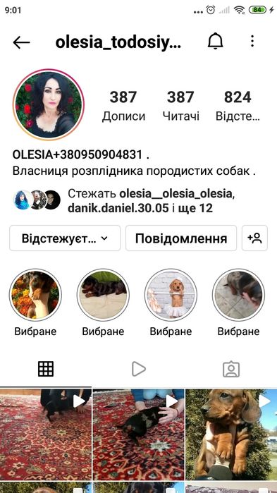 Продаються цуценята кролячих довгошерстних міні так
