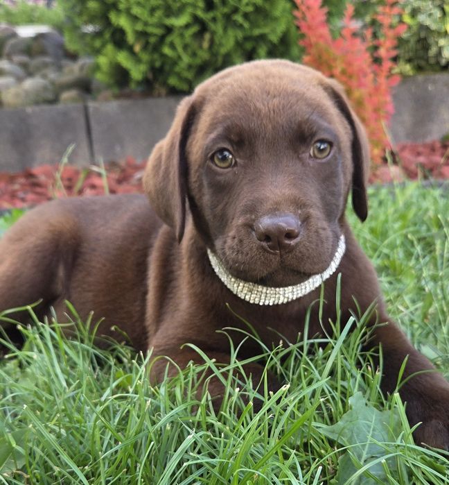 Labrador Retriever Sunia