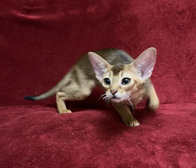 Абиссинские котята.