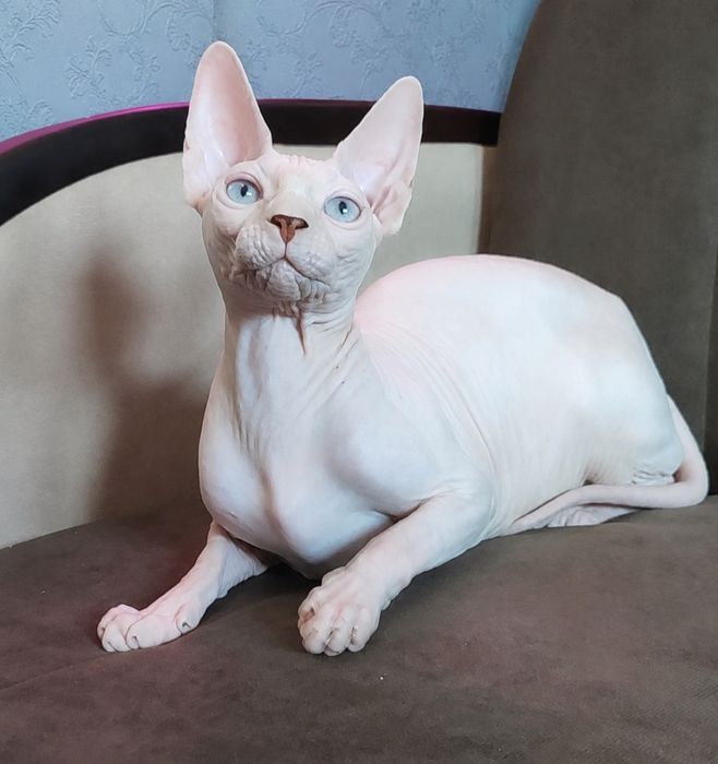 Кошечка канадский сфинкс