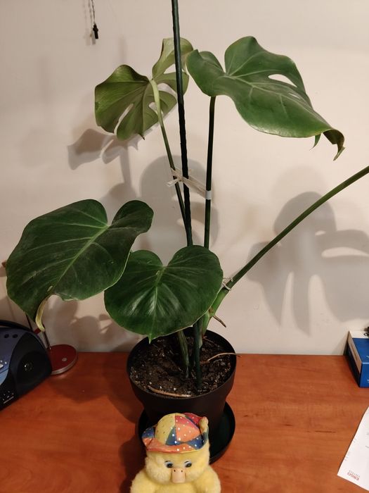 Monstera deliciosa