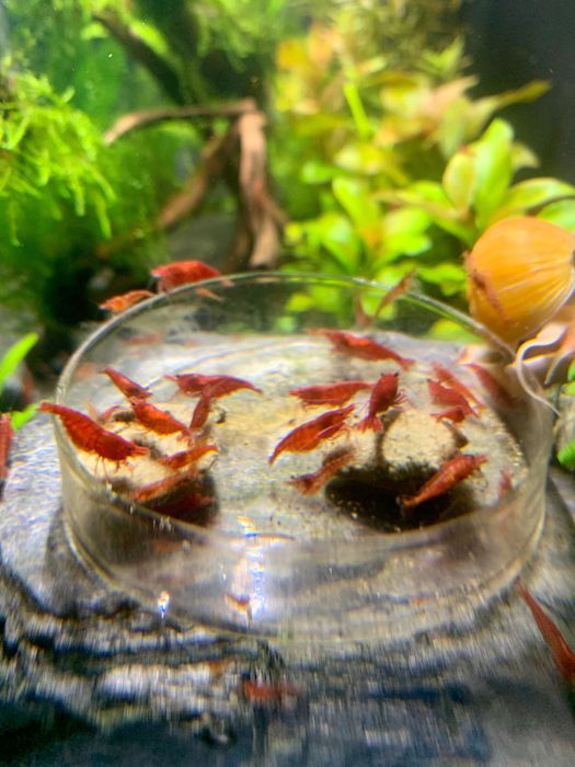 Krewetki Red Cherry, RC ładnie wybarwione