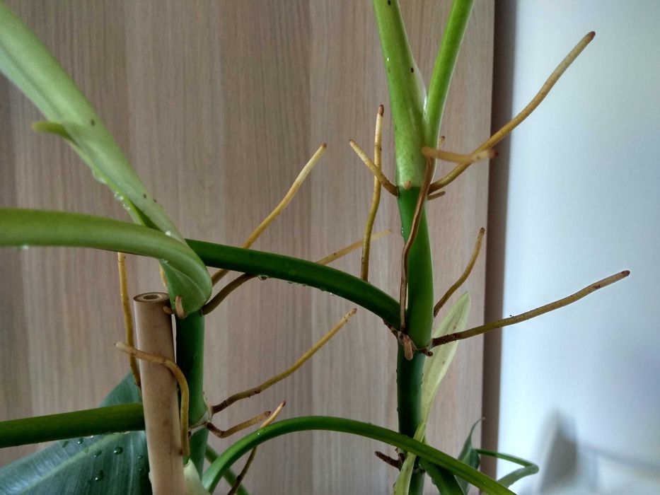 Duży filodendron - wysokość ok. 120 cm