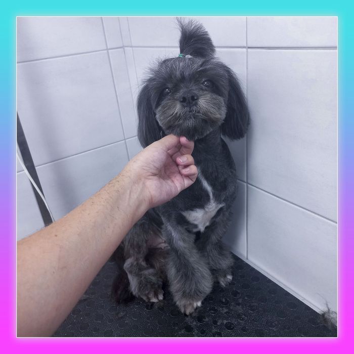 Услуги груминга, стрижка собак и котов (Клочко-6)