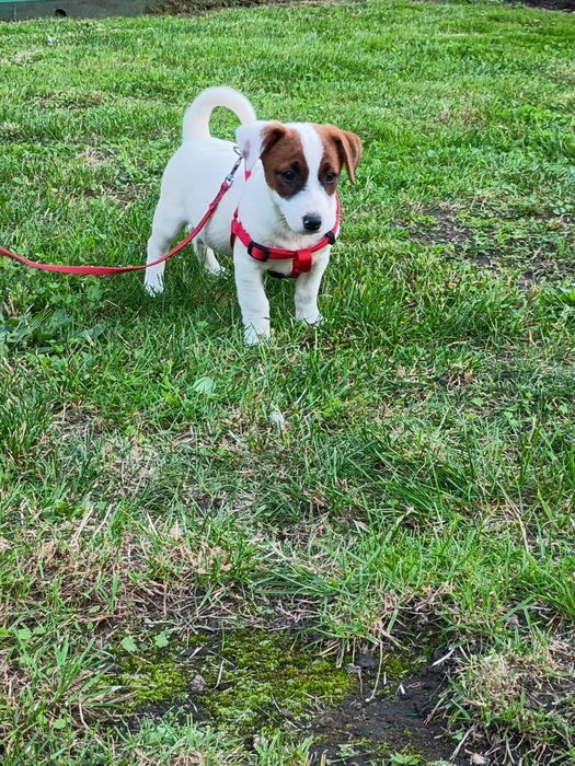 Jack Russell terrier