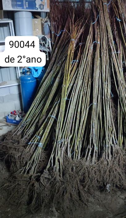 castanheiros híbridos (in  vitro e amontoa), em vaso e raiz nua