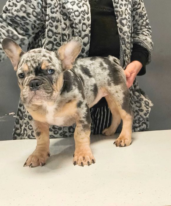 Невероятная красота французский бульдог