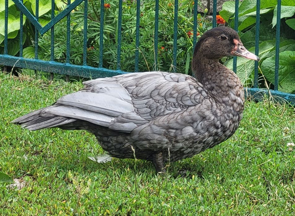 Инкубационное яйцо мускусной утки, индоутки тяжелой линии Голубая