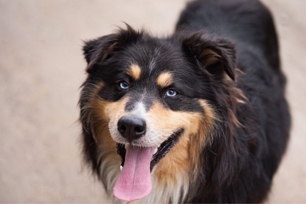 Zdecydowany duży puchaty niebieskooki Melex do adopcji