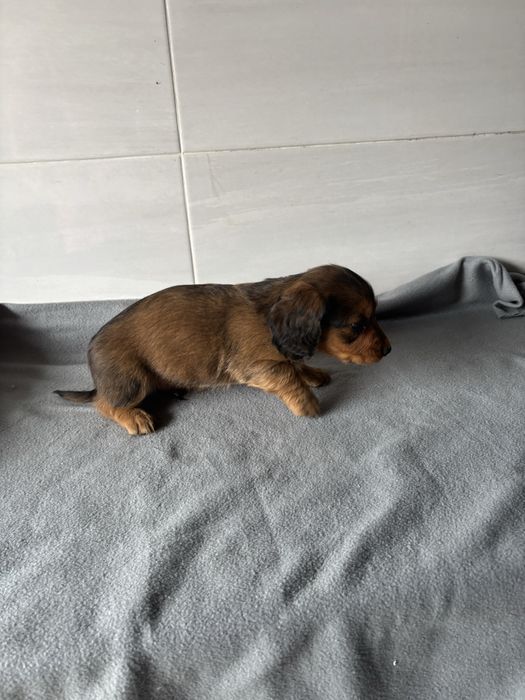 Teckel macho pelo comprido miniatura