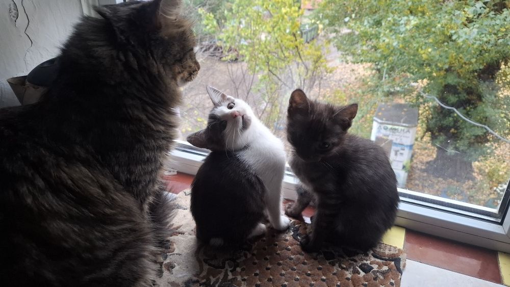 Котики шукають люблячу родину