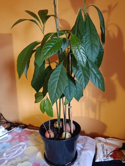 Avocado naturalny